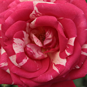 Интернет-Магазин Растений - Poзa Филатели - красно-белая - Чайно-гибридные розы - роза без запаха - Сэмюэл Макгреди IV - 0